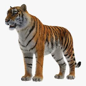 3D Tiger with Fur